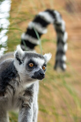 lemure allo zoo