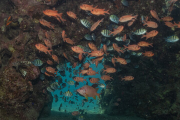 Naklejka na ściany i meble Fish swimming in the Red Sea, colorful fish, Eilat Israel 
