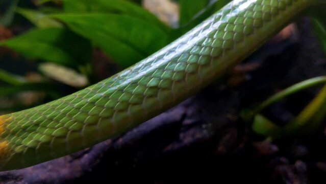 Close-up on the texture of snake skin. A snake moves along a tree in the wild