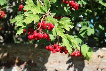 Obraz premium red berries on a bush