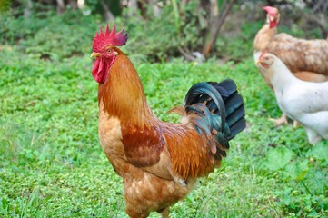 Roosteroo of a Rooster