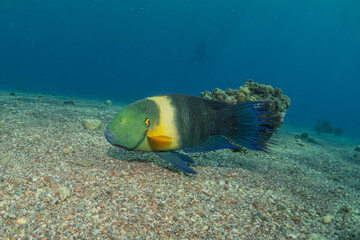 Fish swimming in the Red Sea, colorful fish, Eilat Israel
