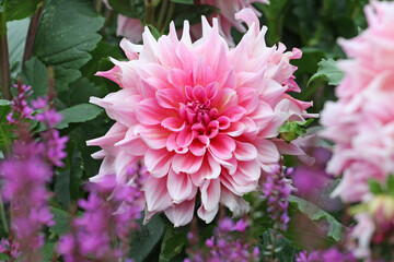 Dahlia 'Otto's Thrill' in flower.
