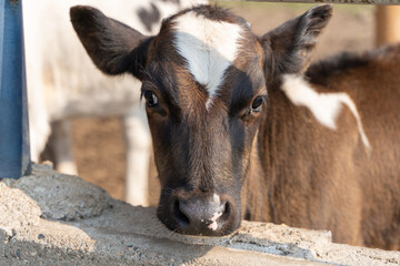 Calves in a pen are standing and waiting for feeding, cows on a farm in Russia