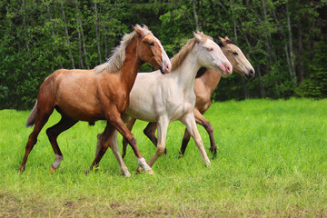 two horses in the meadow, horses run in the meadow