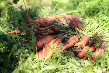 autumn leaves in the grass