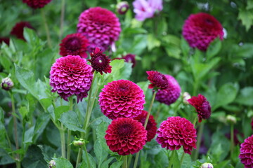 Dahlia 'Blyton Royal Velvet' in flower