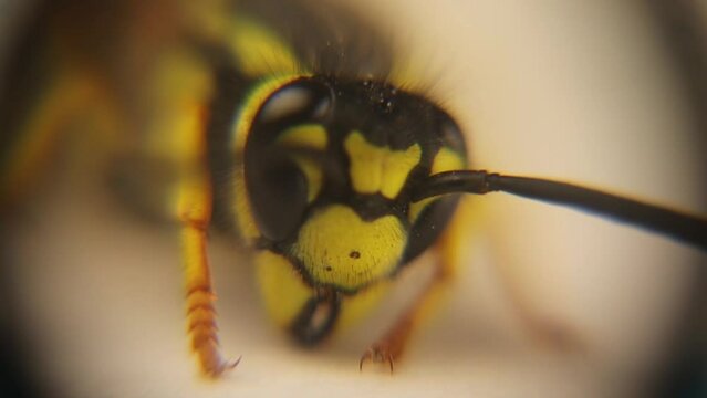 European wasp under the microscope.
German wasp's face (vespula germanica) yellowjacket.
Yellow hornet isolated in the studio, Insect.
Social insects.
Bugs, bug.
Animals, animal.
Wildlife, wild nature