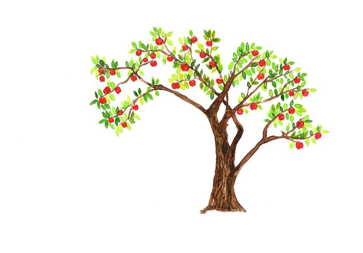 Watercolor apple tree with apples with a wide crown on  white background. Autumn harvest