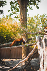 Animals at ZOO (Red Panda)