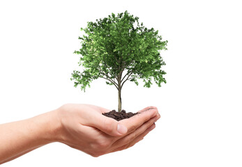 Green tree render growing in hands