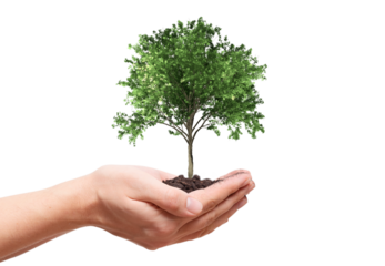 Green tree render growing in hands