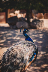 Animals at ZOO (peacock)