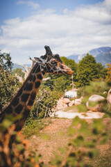 Animals at ZOO (Giraffe)
