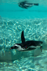 Animals at ZOO (Penguin)