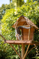 Animals at ZOO (lemur)