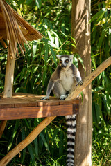 Animals at ZOO (lemur)