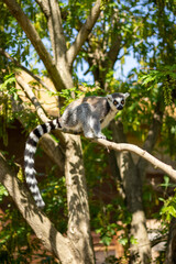 Animals at ZOO (lemur)