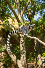 Animals at ZOO (lemur)