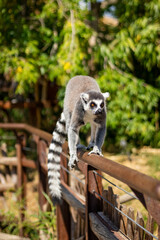 Animals at ZOO (lemur)