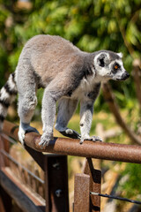 Animals at ZOO (lemur)