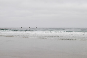 Three Birds Flying on a Gray Beach