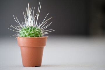 Mini Mammillaria spinosissima or Un Pico. One spine per areole. Cactus.
