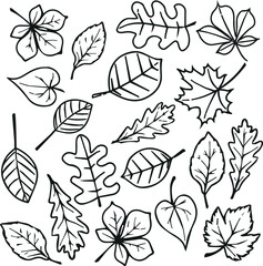 Set of leaves and twigs doodle