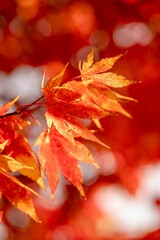 Japanese maple tree leaves in Autumn