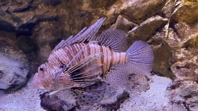 Common Lionfish or Red Lionfish (Pterois volitans) swimming in mid water. Dangerous, extraordinary, poisonous ocean fish in aquarium tank.