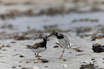 Ruddy Turnstone Arenaria interpres on low tide on a sandy beach in Normandy, France