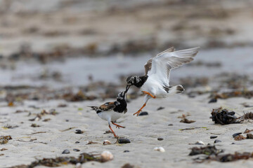 Ruddy Turnstone Arenaria interpres on low tide on a sandy beach in Normandy, France