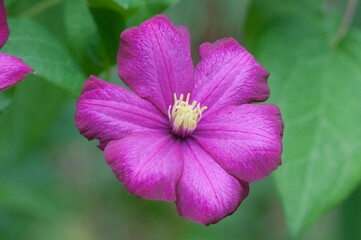 Clematis flower in the garden, macro shot