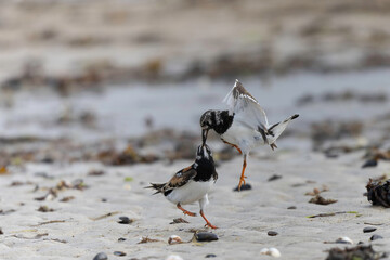 Ruddy Turnstone Arenaria interpres on low tide on a sandy beach in Normandy, France