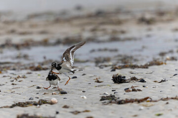 Ruddy Turnstone Arenaria interpres on low tide on a sandy beach in Normandy, France