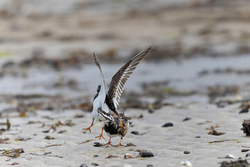 Ruddy Turnstone Arenaria interpres on low tide on a sandy beach in Normandy, France
