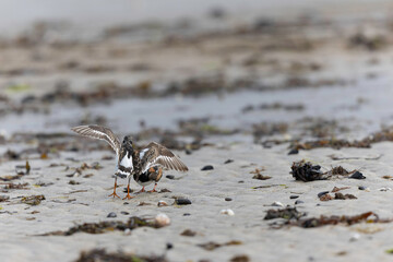 Ruddy Turnstone Arenaria interpres on low tide on a sandy beach in Normandy, France