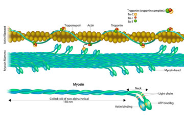 Actin filament and Myosin filament. Structure Myosin. Muscle Actin myosin interaction. Troponin or troponin complex. - obrazy, fototapety, plakaty