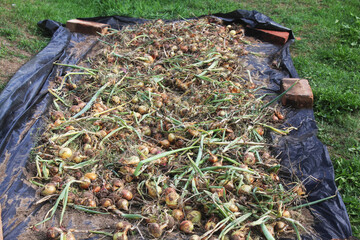 Sacks with fresh gathered onion on the field