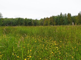 forest clearing in Knyszynska forest