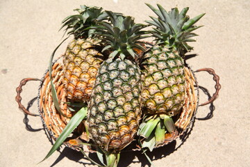 Fresh pineapples in Thailand