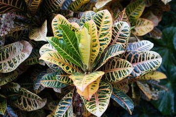 Codiaeum variegatum (fire croton, garden croton, or variegated croton; syn. Croton variegatum L.) is a species of plant in the genus Codiaeum, which is a member of the family Euphorbiaceae. Brunswick 