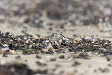 Shorebird Sanderling Calidris alba in search of food on a sandy beach in Manche, Normandy, France