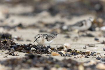 Shorebird Sanderling Calidris alba in search of food on a sandy beach in Manche, Normandy, France