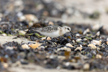 Shorebird Sanderling Calidris alba in search of food on a sandy beach in Manche, Normandy, France