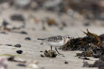 Shorebird Sanderling Calidris alba in search of food on a sandy beach in Manche, Normandy, France