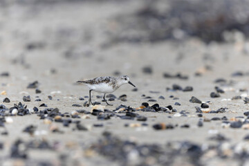 Shorebird Sanderling Calidris alba in search of food on a sandy beach in Manche, Normandy, France