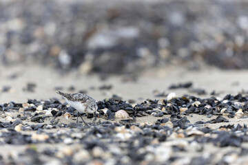 Shorebird Sanderling Calidris alba in search of food on a sandy beach in Manche, Normandy, France