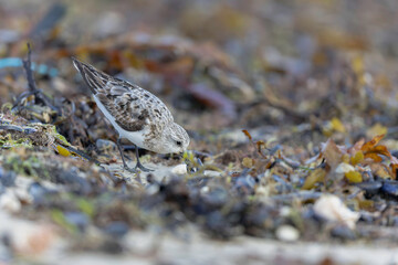 Shorebird Sanderling Calidris alba in search of food on a sandy beach in Manche, Normandy, France