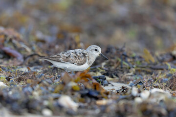 Shorebird Sanderling Calidris alba in search of food on a sandy beach in Manche, Normandy, France